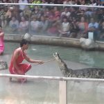 crocodile-show-tiger-zoo