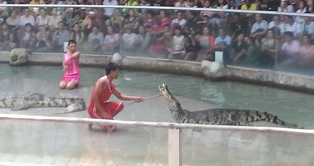 Crocodile show at sriracha tiger zoo